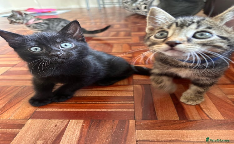 Domestic Shorthair cats - Advert 1
