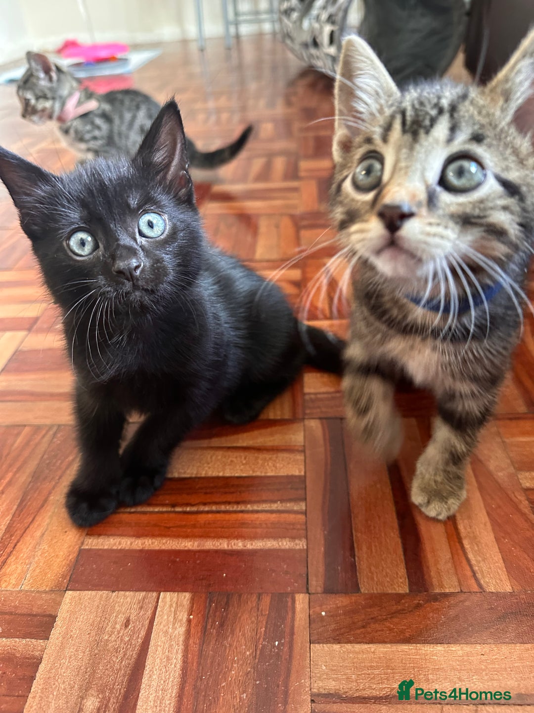 Domestic Shorthair cats for sale: 2 beautiful males - Image 1