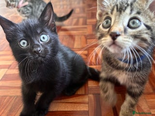 Domestic Shorthair cats - Advert 26