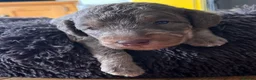 Bedlington Terrier dogs for sale: Bedlington terrier in Stoke-on-Trent - Advert 3