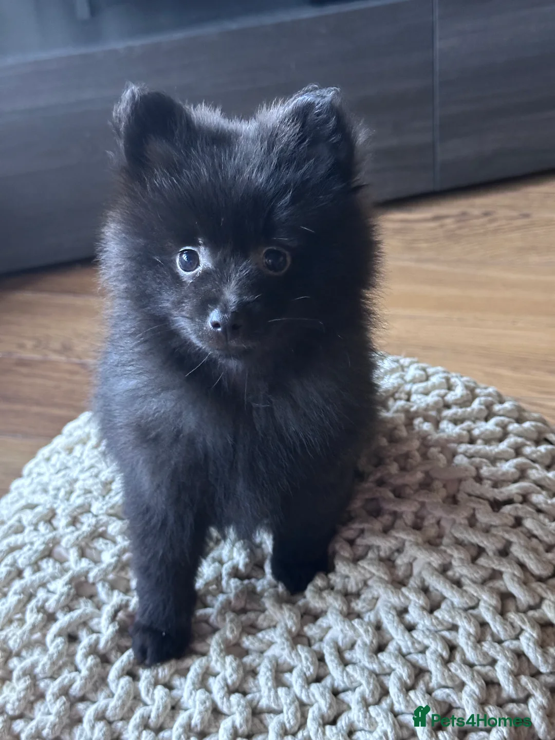 Pomeranian dogs for sale: Pomeranian puppies  - Advert 1