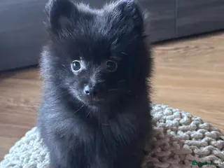 Pomeranian dogs Pomeranian puppies - Advert 13