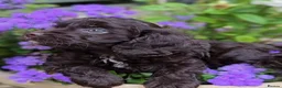 Cavapoo dogs for sale: F1 Cavapoo Puppies  - Advert 2
