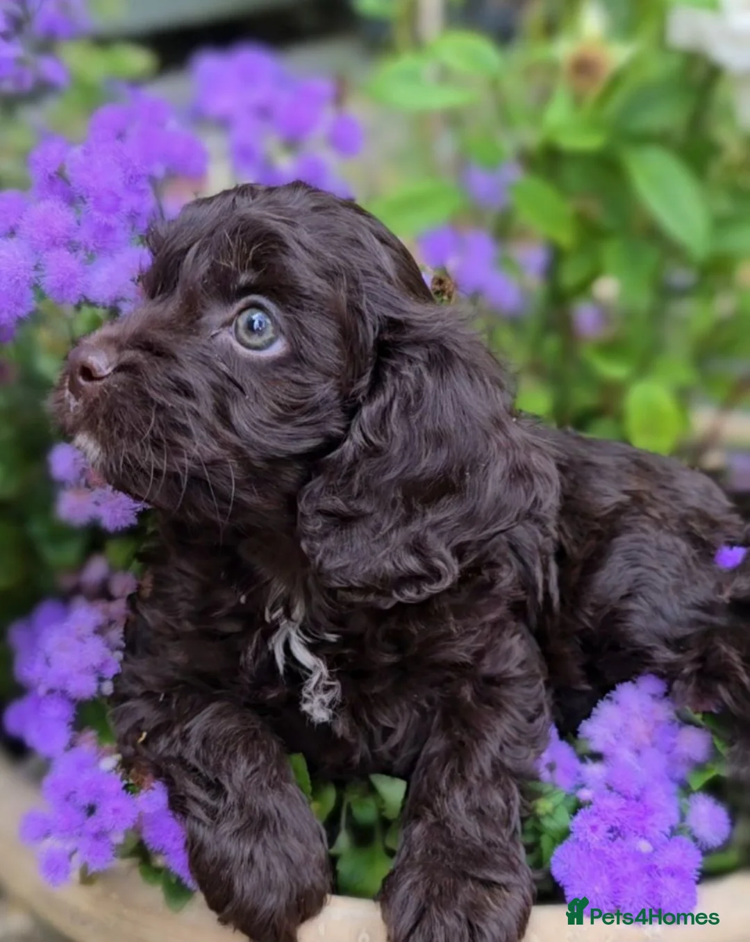 Cavapoo dogs for sale: F1 Cavapoo Puppies  - Advert 2