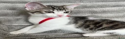 Mixed Breed cats for sale: Lovely kitten for sale in Clydebank - Advert 3