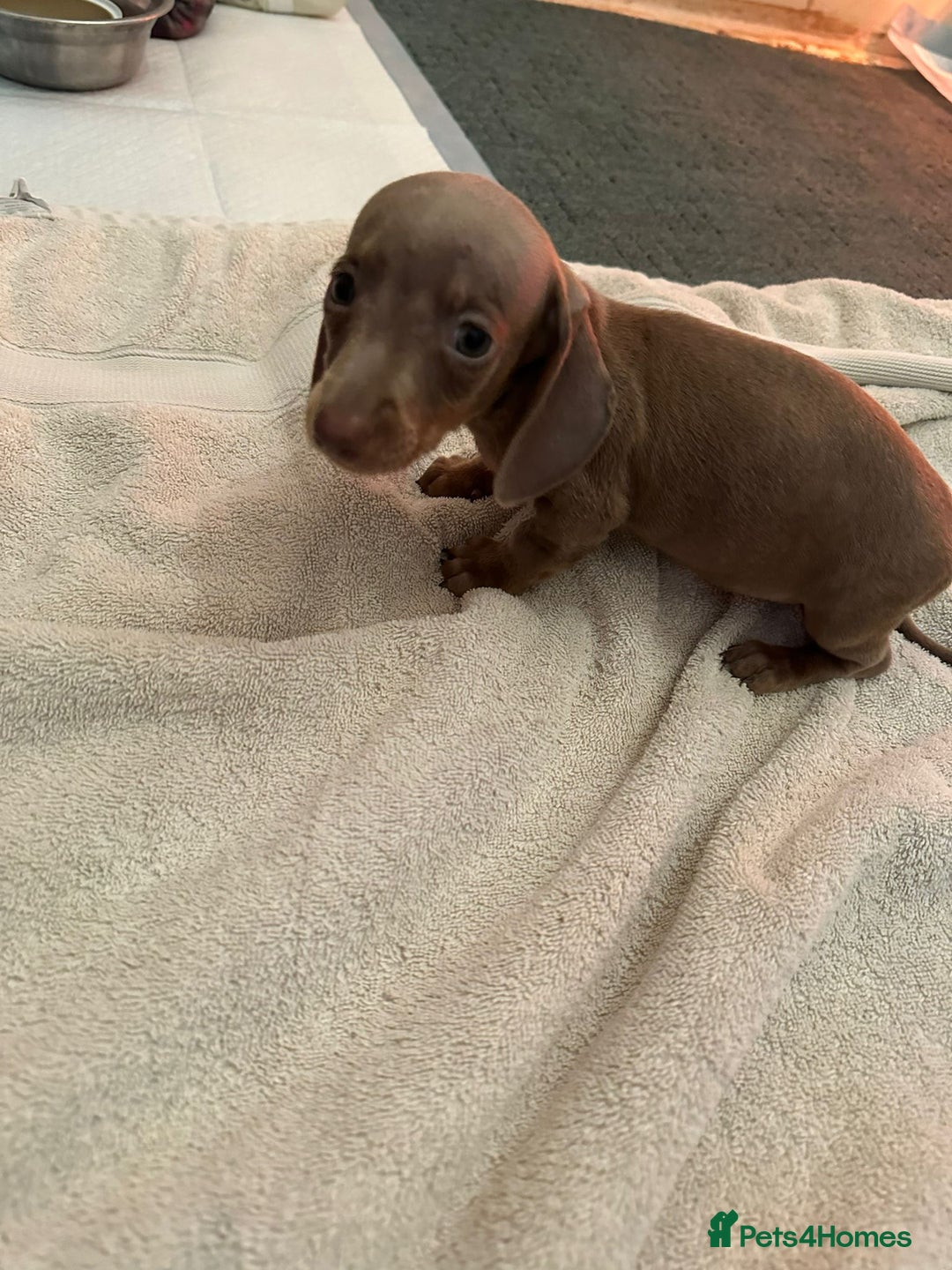 Miniature Dachshund dogs for sale: Miniature dachshunds - Advert 12