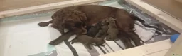 Cocker Spaniel dogs for sale: Kc registered working cocker spaniel pups - Advert 10