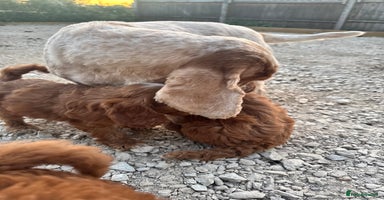 Cockapoo dogs - Advert 18