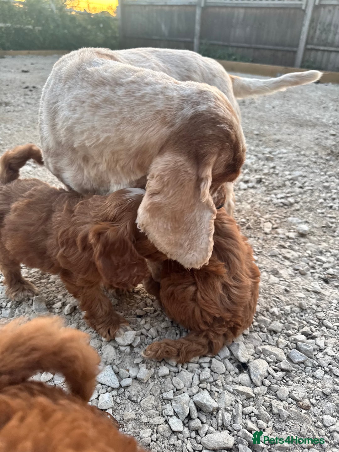 Cockapoo dogs for sale: Stunning f1 show type cockapoo’s  - Image 6
