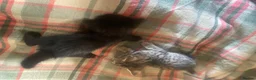 Mixed Breed cats for sale: Beautiful Kittens - Advert 6