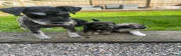 Schnoodle dogs for sale: Gorgeous Schnoodle Puppies  - Advert 12