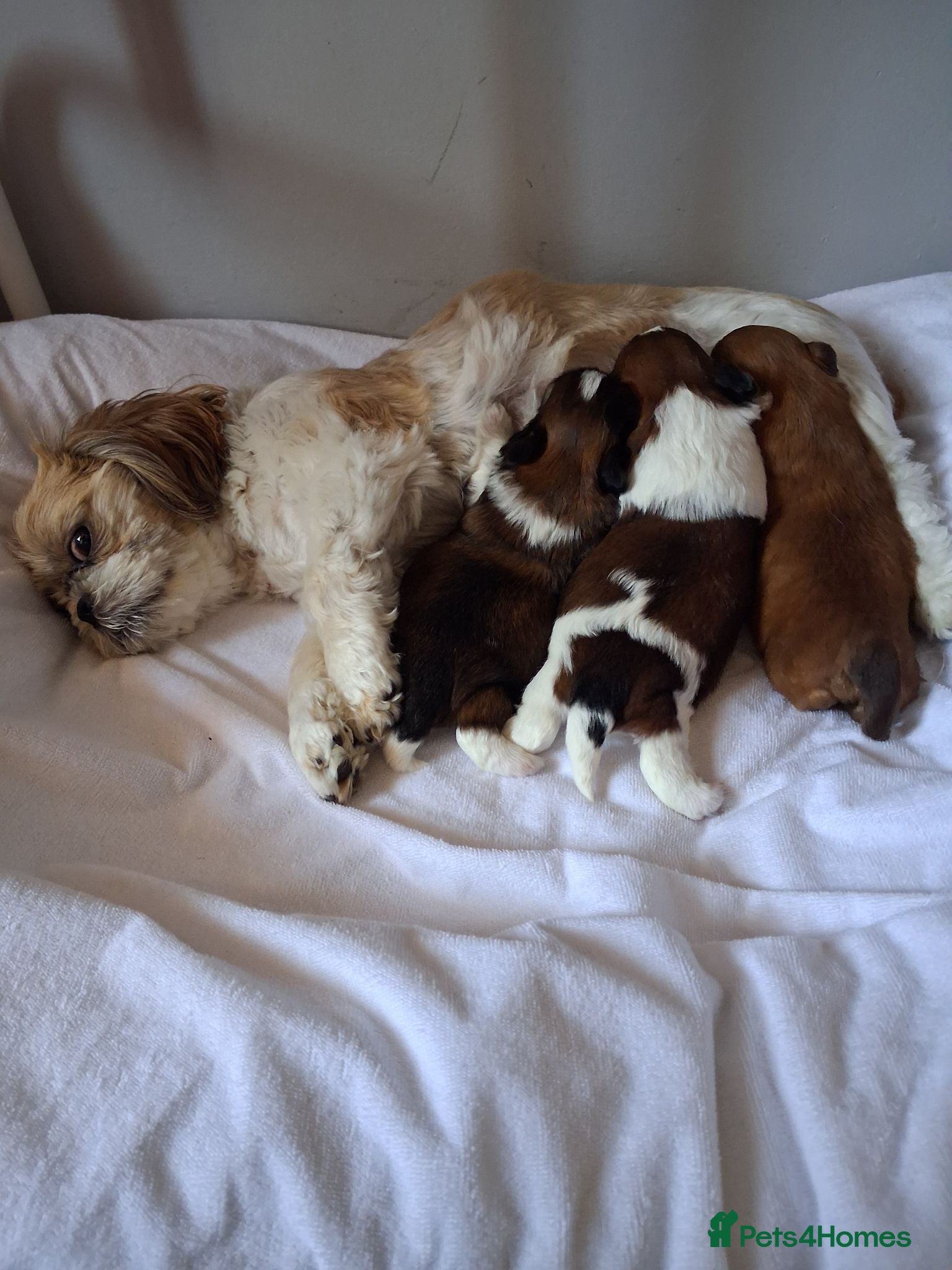 Shih Tzu dogs Shih tzu.    Two boys available  - Advert 1