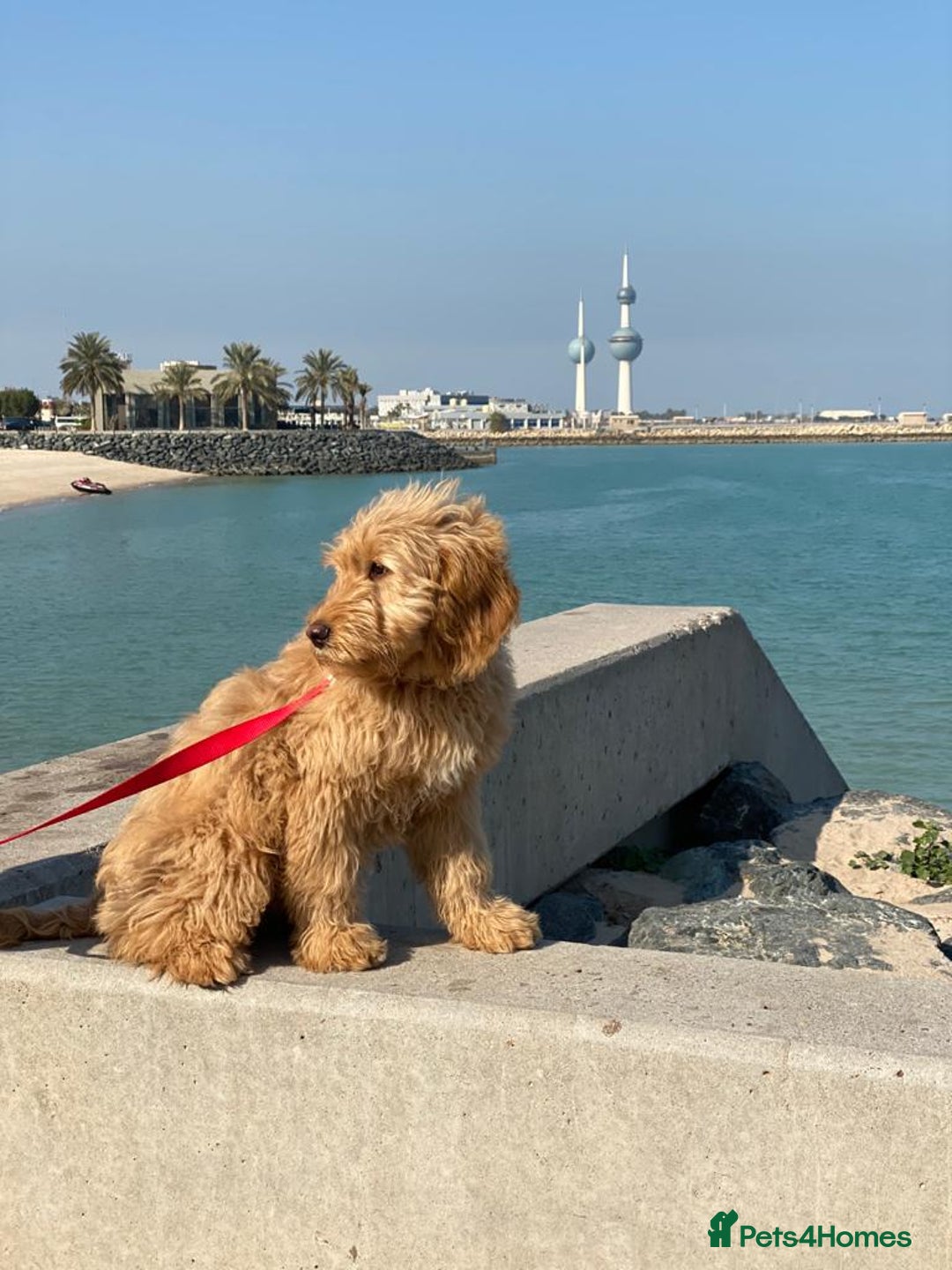 Mini Goldendoodle dogs for sale: F1 Mini's via Licensed Breeder & Police K9 Trainer - Advert 21