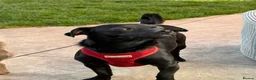 Mixed Breed dogs for adoption: Kuro  - Advert 3
