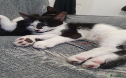 Mixed Breed cats for sale: Kittens for sale - Image 6