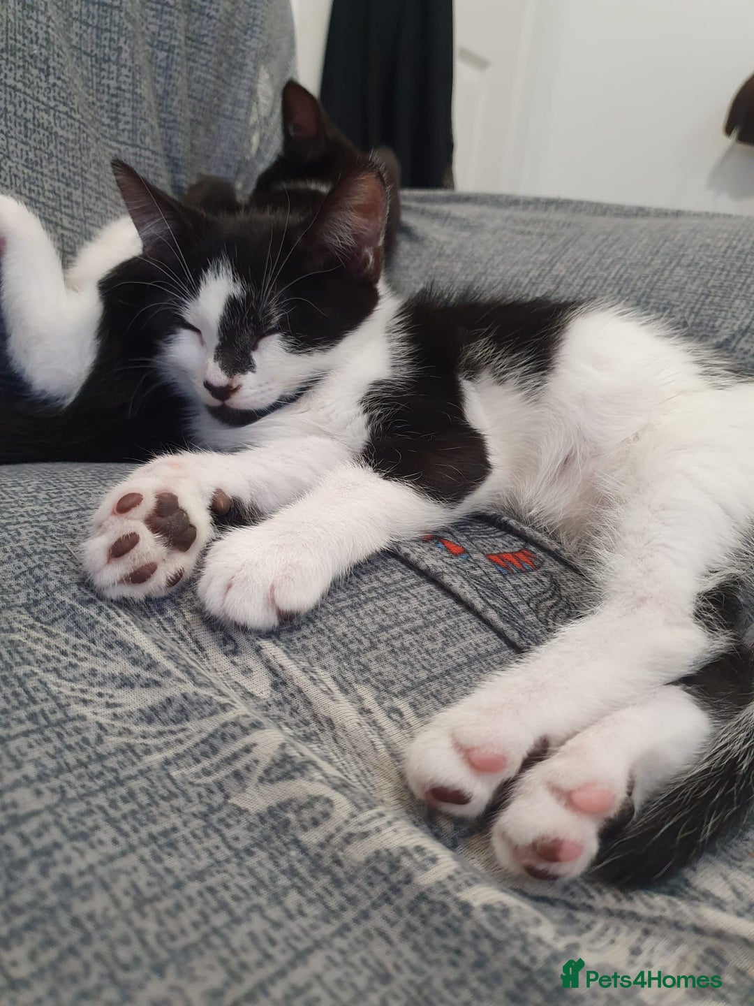 Mixed Breed cats for sale: Kittens for sale - Image 6