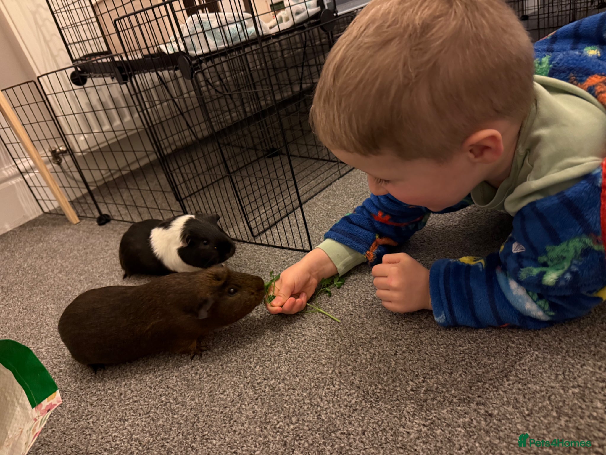 Guinea Pig rodents Two male guinea pigs  - Advert 1