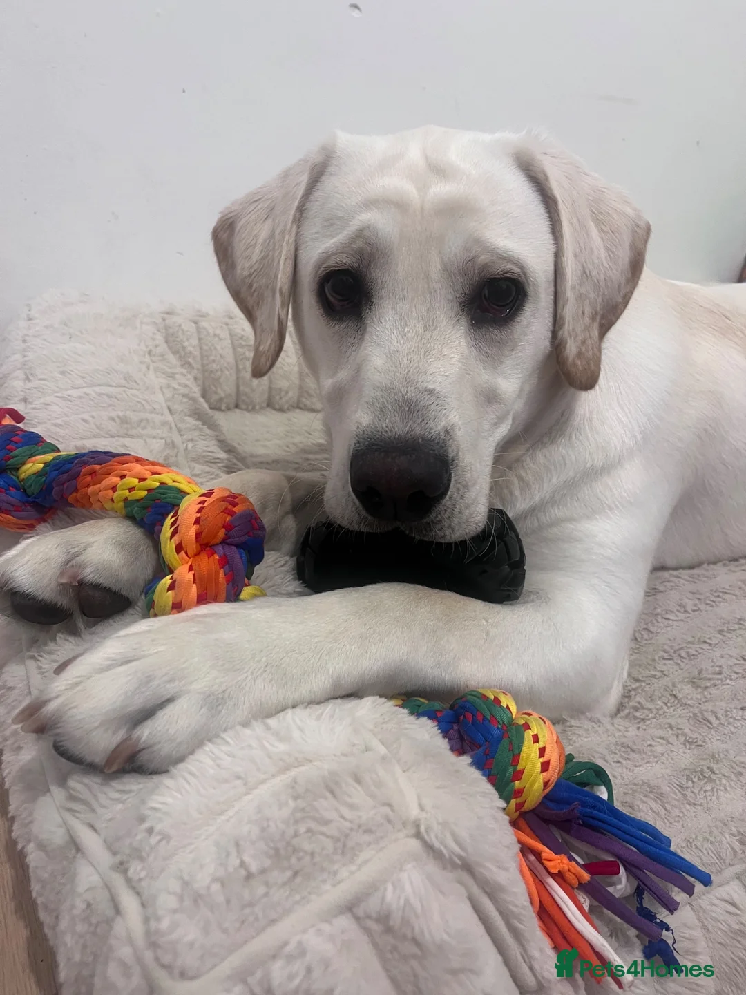 Labrador Retriever dogs for sale: Labrador retriever  - Advert 2