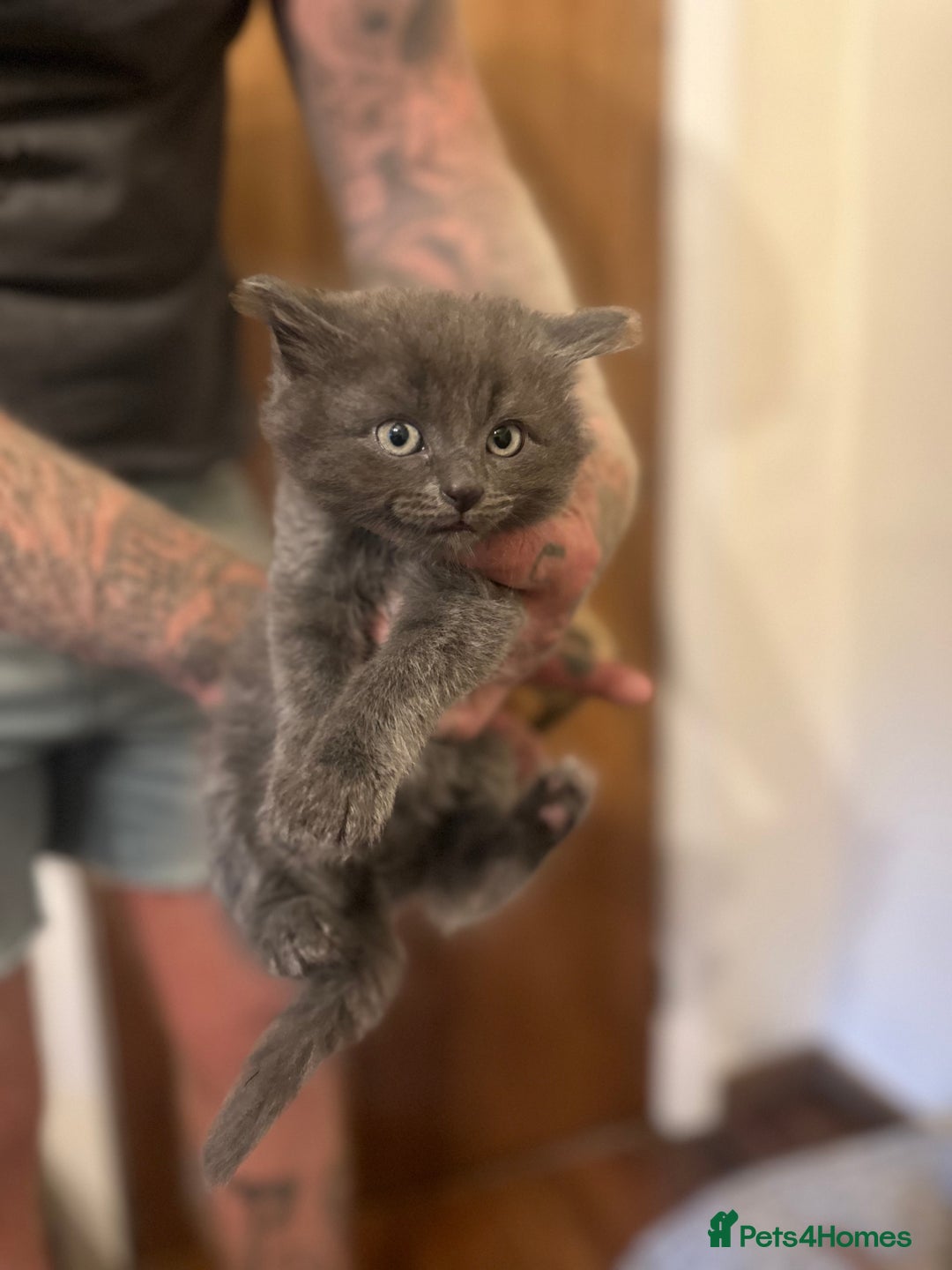 Nebelung cats for sale: 5 beautiful kittens available  in Bradford - Image 20