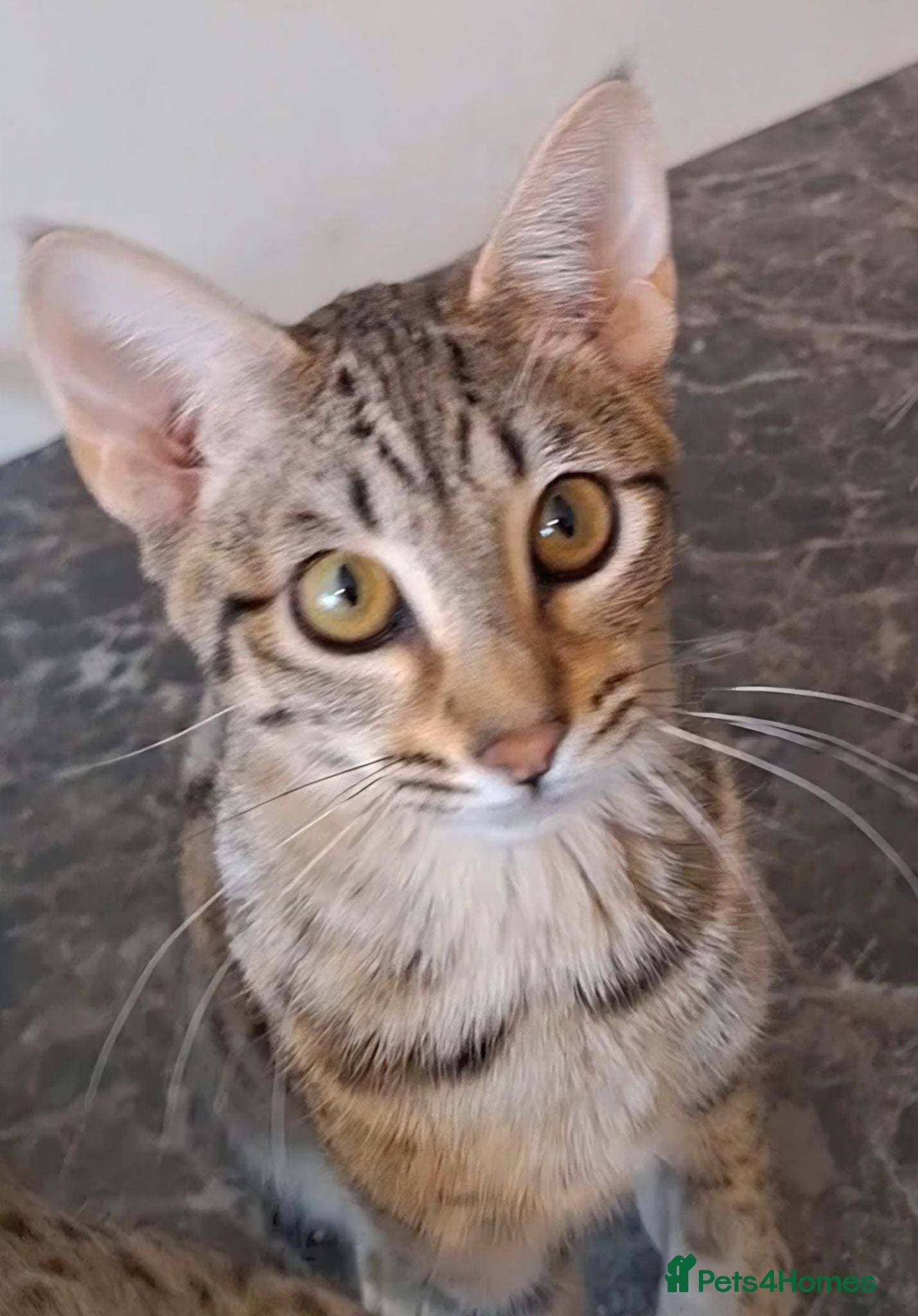 Savannah cats TICA SBTF7 Silver girl Europa very freindly speyed - Advert 20