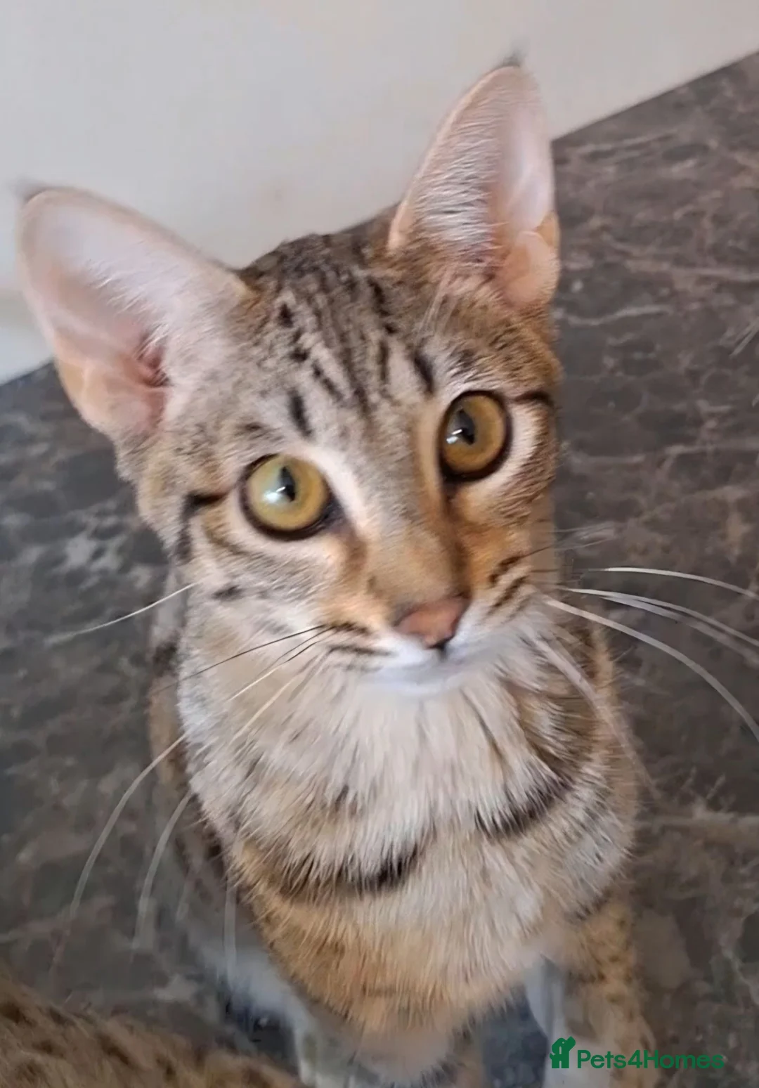 Savannah cats for sale: TICA SBTF7 Silver girl Europa very freindly speyed - Advert 1
