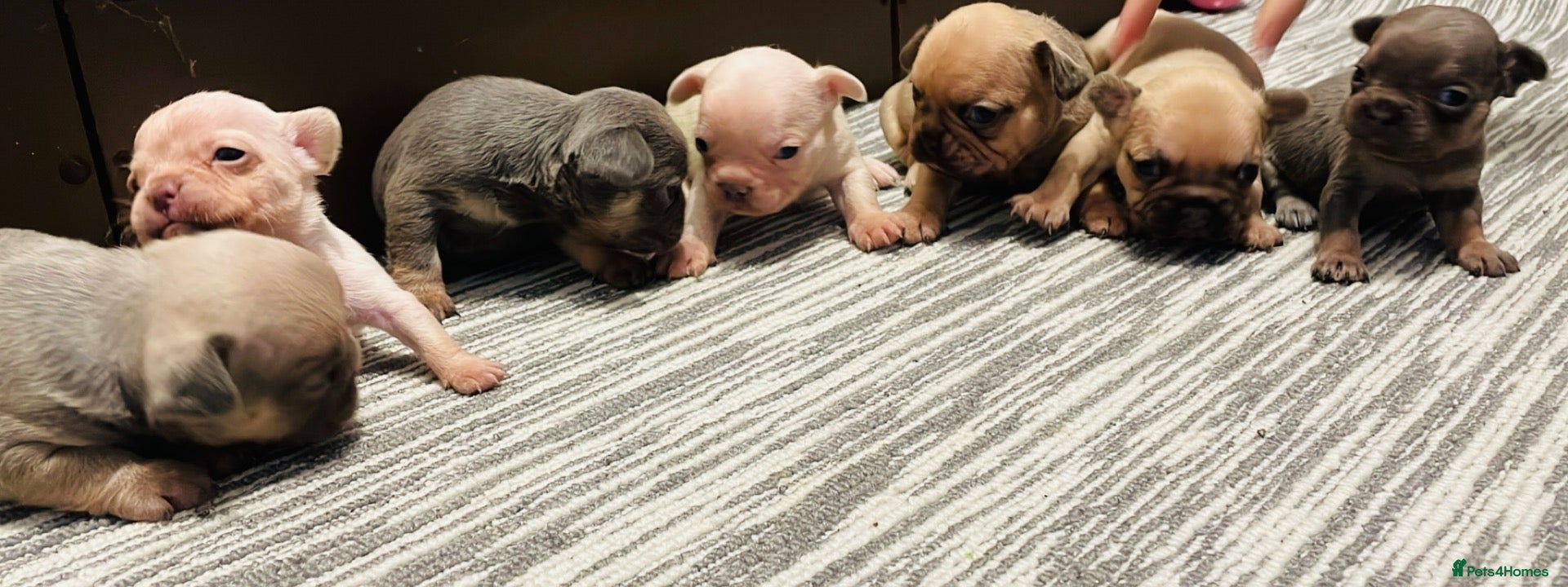 French Bulldog dogs Lilac/cream,platinum & fawn frenchie puppies - Advert 6