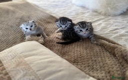 British Shorthair cats for sale: Beautiful lilac British shorthair X kittens - Image 1