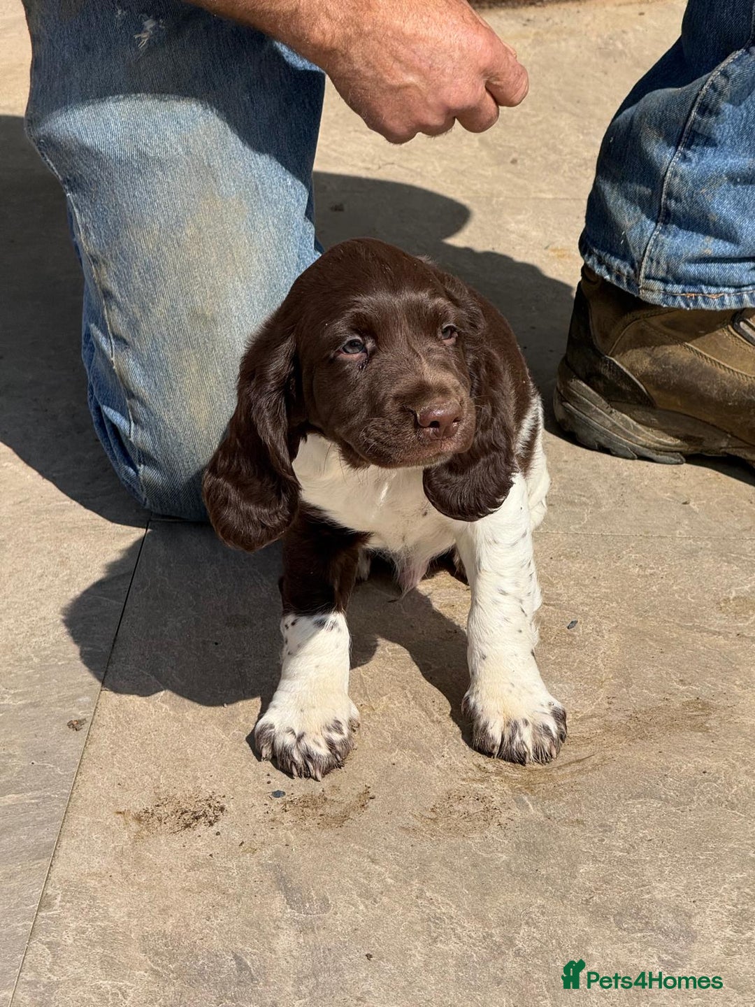 English Springer Spaniel dogs for sale: Liver and White Springer Spaniel Puppies - Image 9