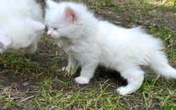 Turkish Angora cats for sale: Last Turkish angora girl - Image 3