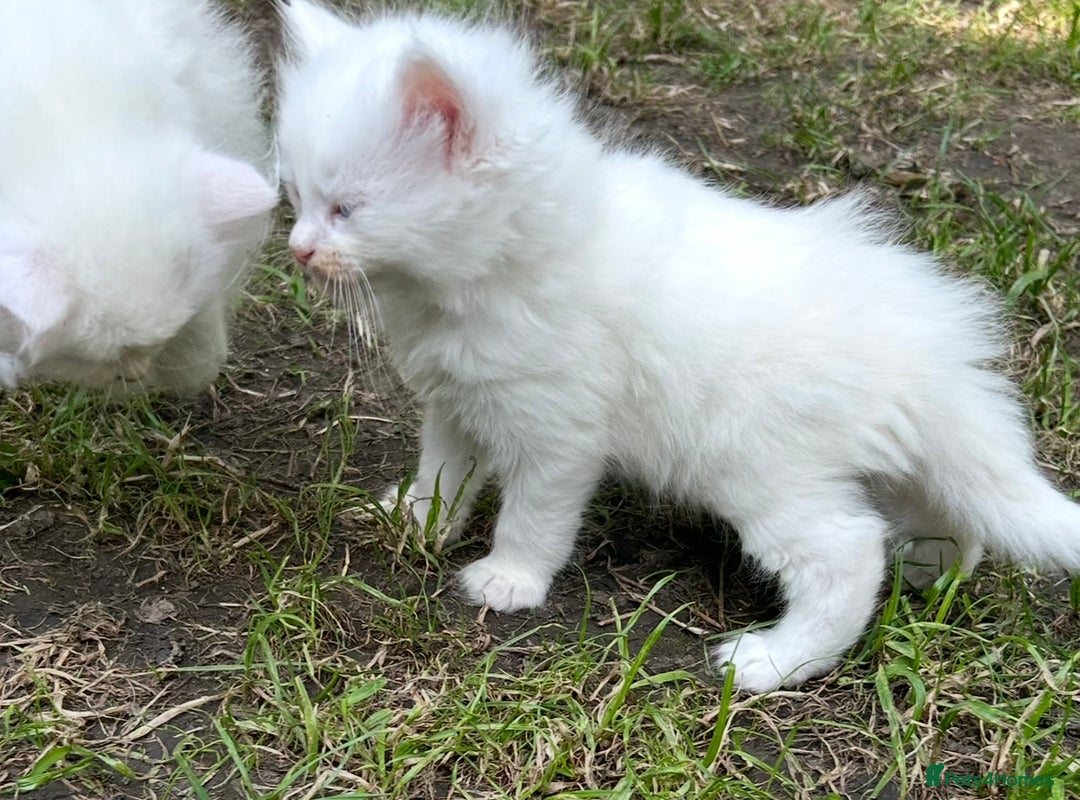 Turkish Angora cats for sale: Last Turkish angora girl - Image 3