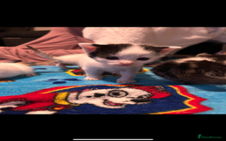 Mixed Breed cats for sale: 11 beautiful kittens  - Image 14