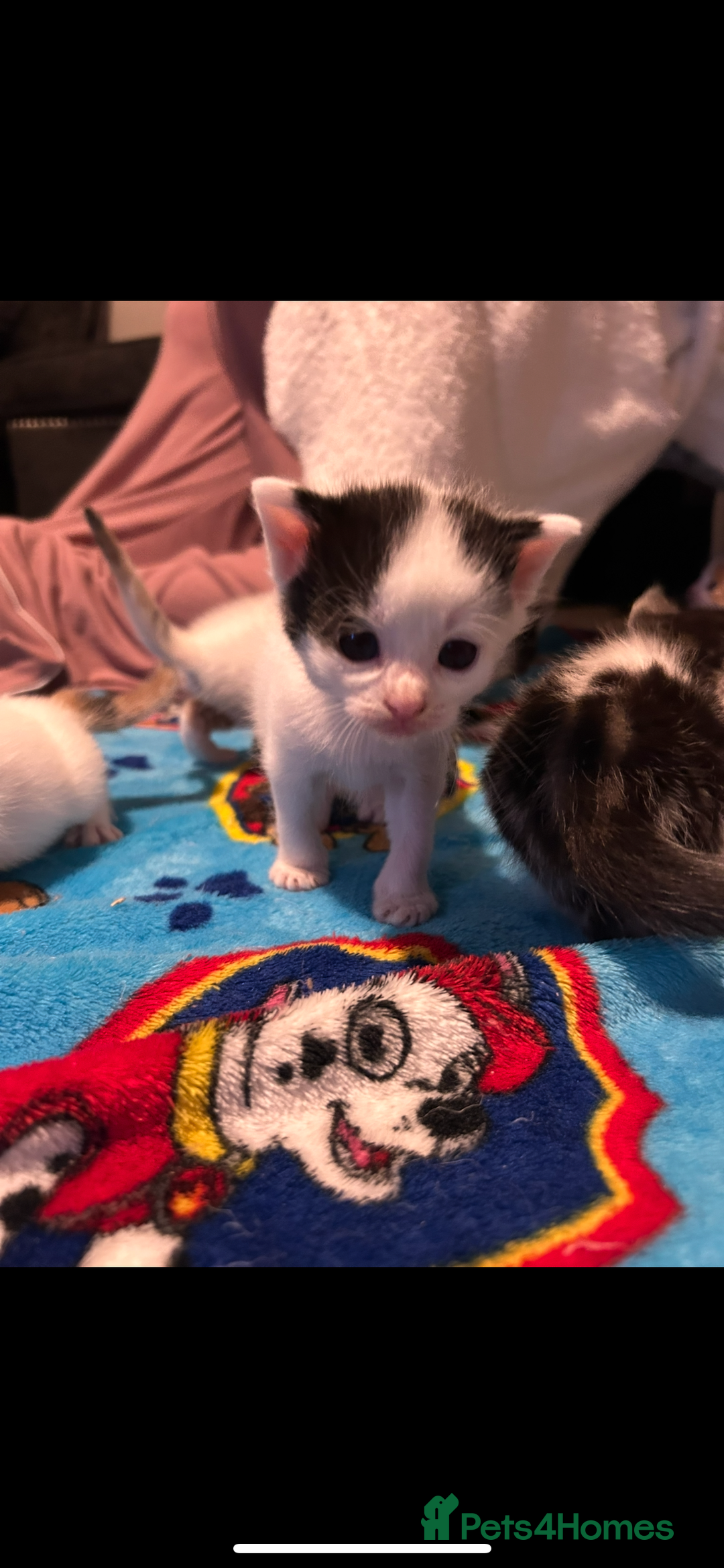 Mixed Breed cats for sale: 11 beautiful kittens  - Image 14