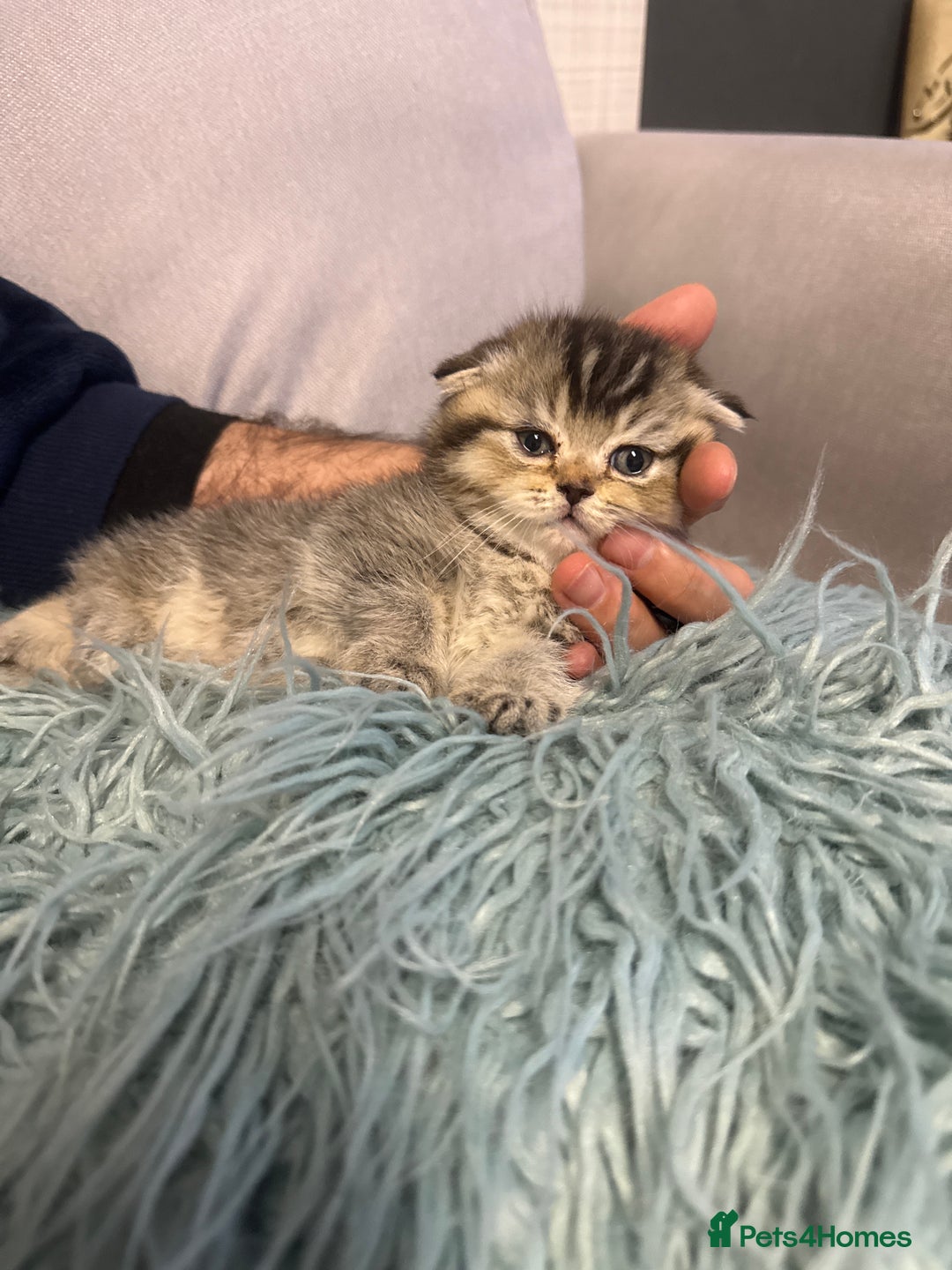 Scottish Fold cats for sale: Kitten Scottish fold - Advert 3