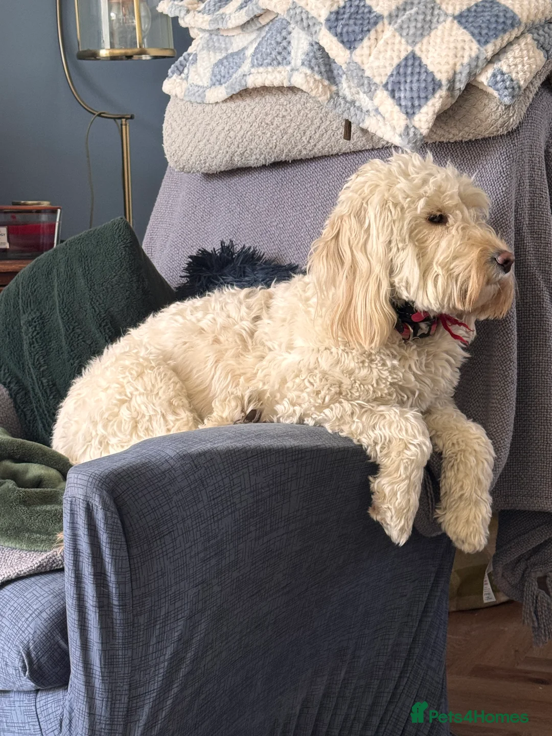 Labradoodle dogs for sale: Miniature F1b Labradoodle for rehoming  - Advert 6