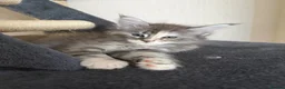 Maine Coon cats for sale: Main coon kittens - Advert 12
