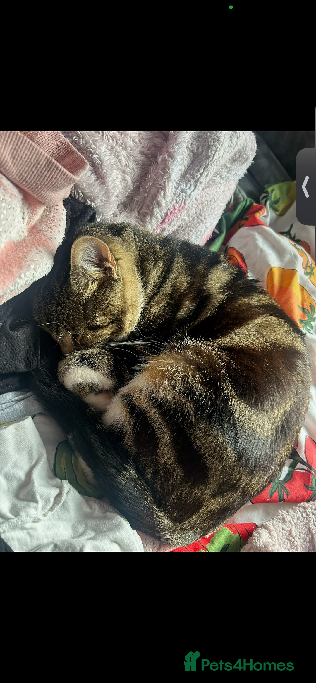 Mixed Breed cats for sale: milo  - Advert 2