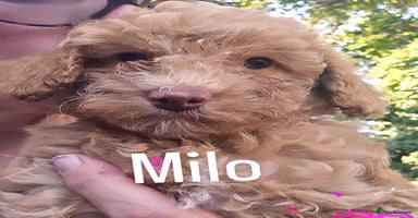 Toy Poodle dogs in Belvedere - Advert 5
