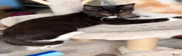 Mixed Breed cats for sale: GORGEOUS KITTENS - Advert 15