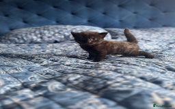 Mixed Breed cats for sale: 2 male kittens.  - Image 3