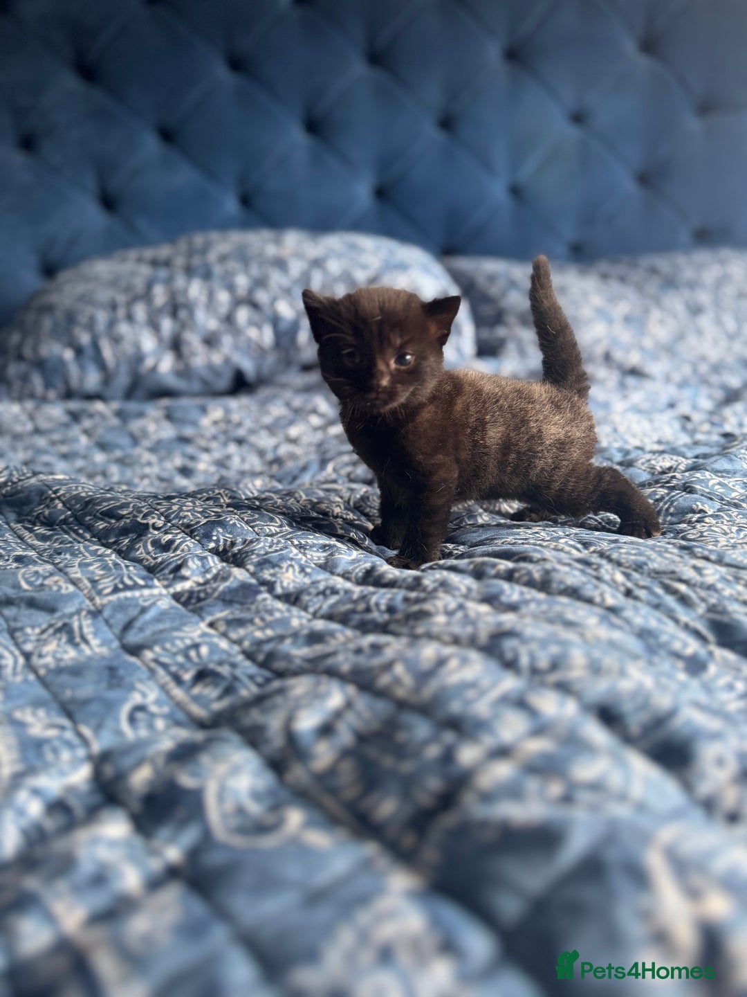 Mixed Breed cats for sale: 2 male kittens.  - Image 3