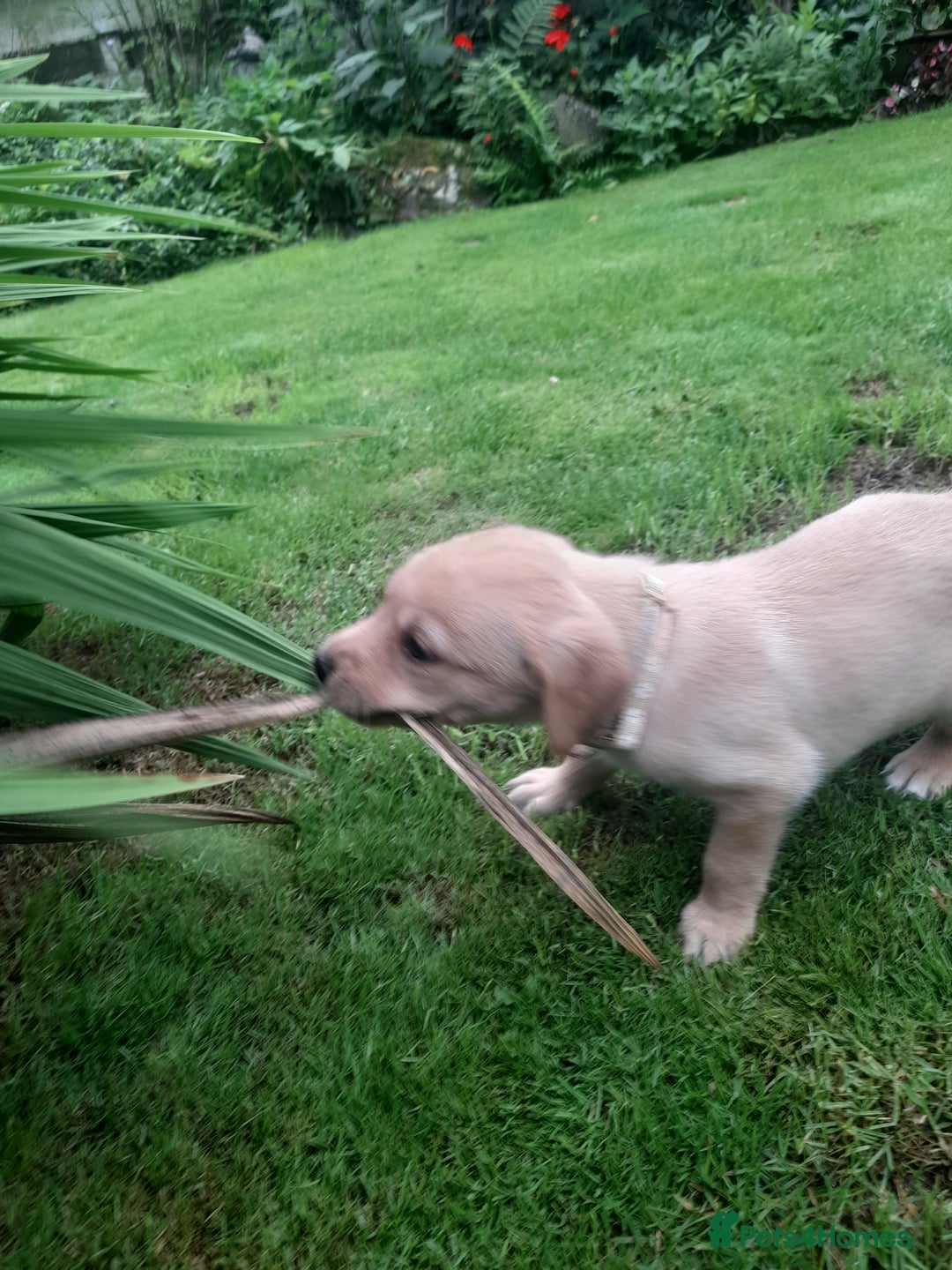 Labrador Retriever dogs for sale: KC Registered Labrador Puppies for sale  - Image 7