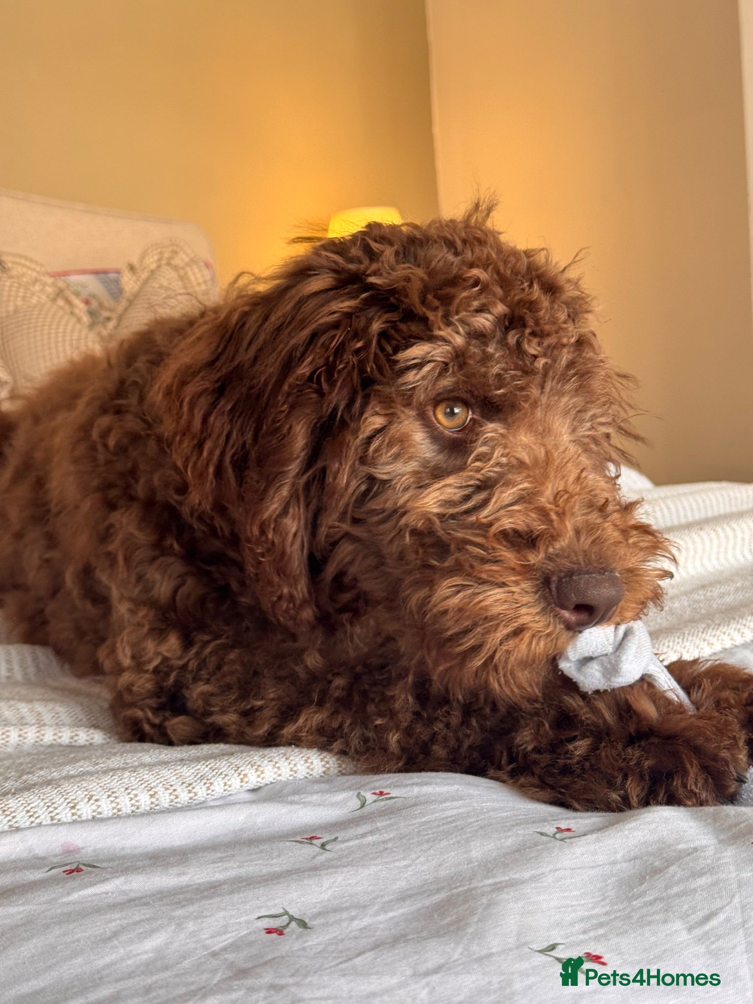 Goldendoodle dogs Female Goldendoodle £675 - Advert 2