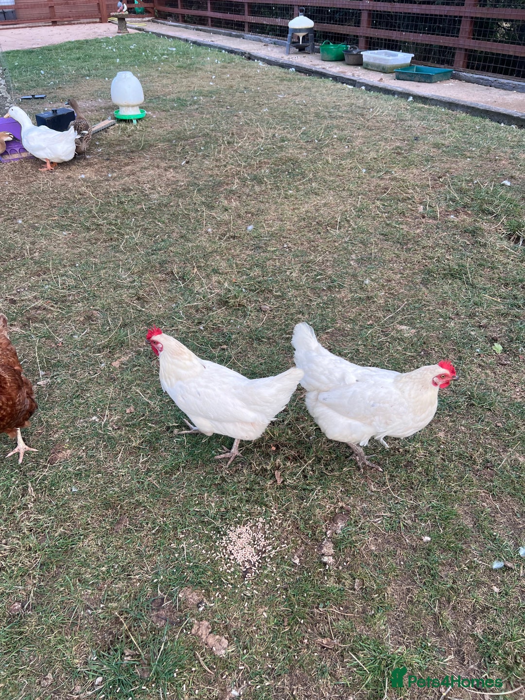 Chickens poultry for sale: Skyline chickens for sale  - Image 5