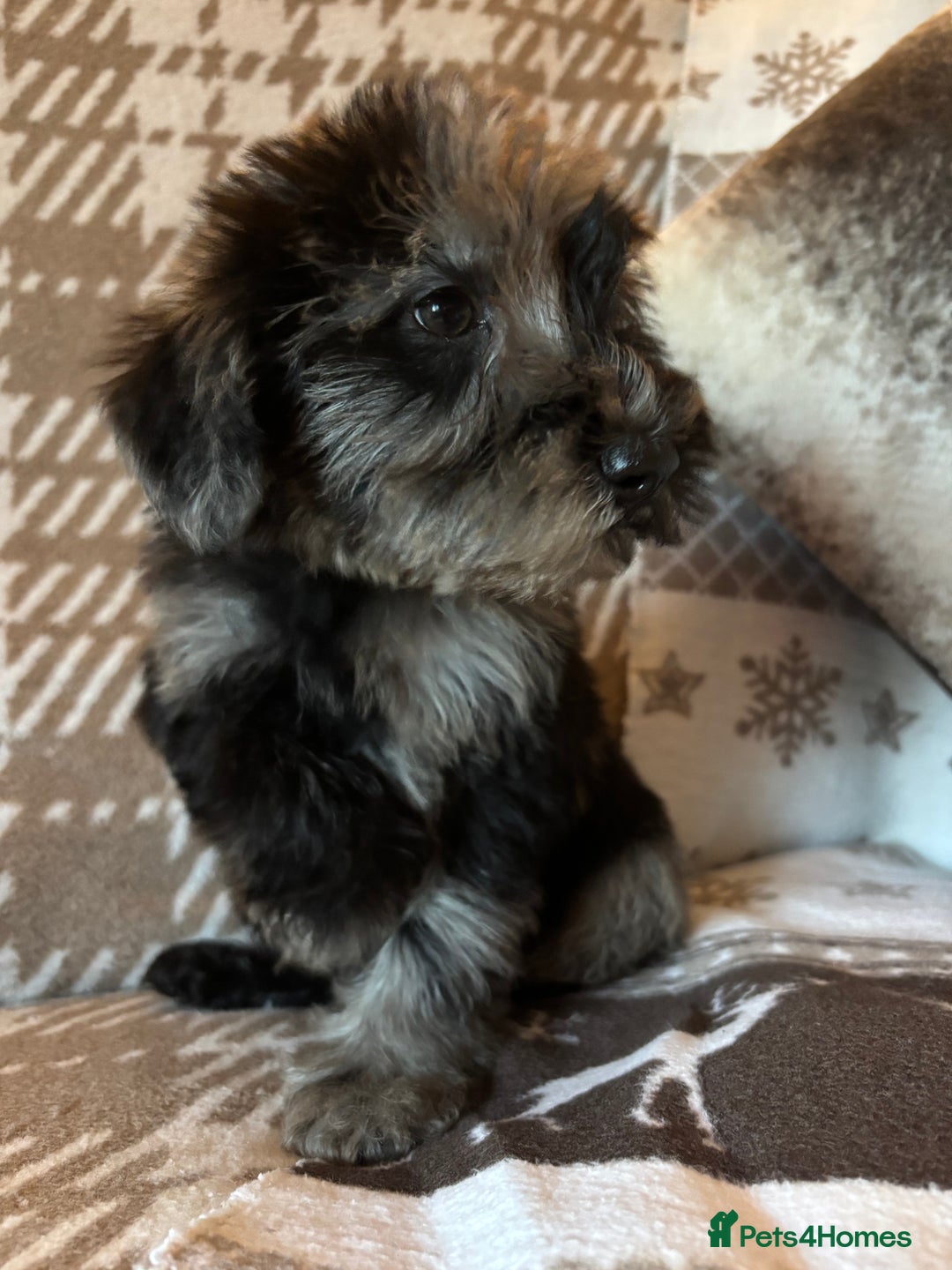 Mixed Breed dogs for sale: Truly special Schnoodle pups *unique colouring* - Advert 7
