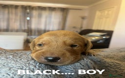 Labrador Retriever dogs for sale: KC LABRADORS - Image 7