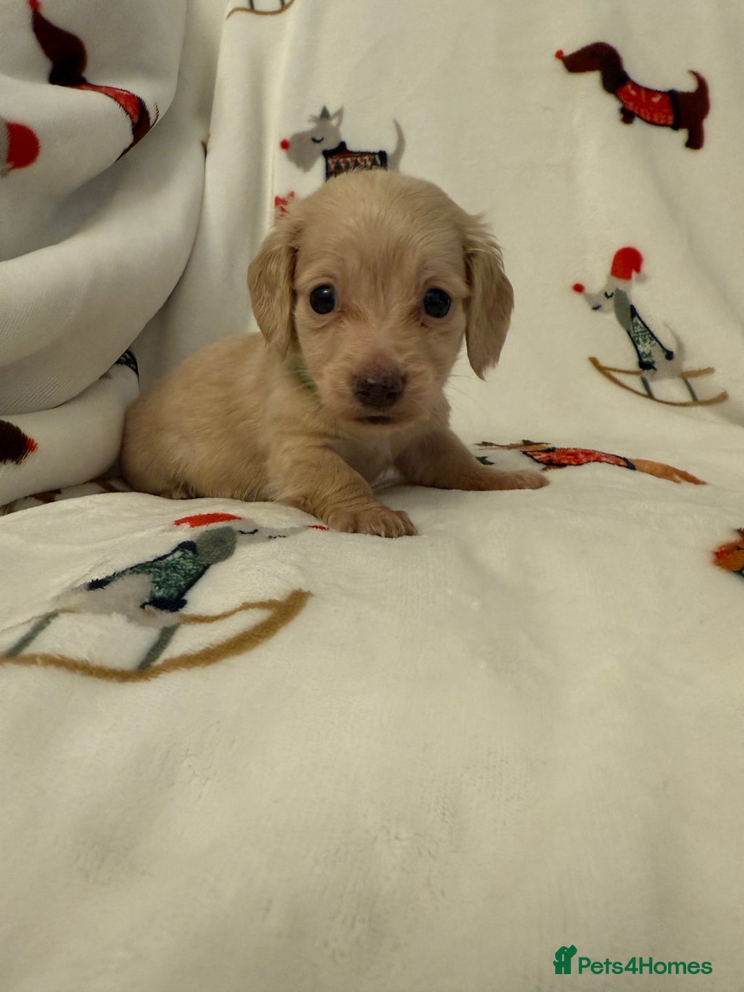 Miniature Dachshund dogs for sale: Beautiful Cream Longcoats Miniature Dachshund  - Advert 18