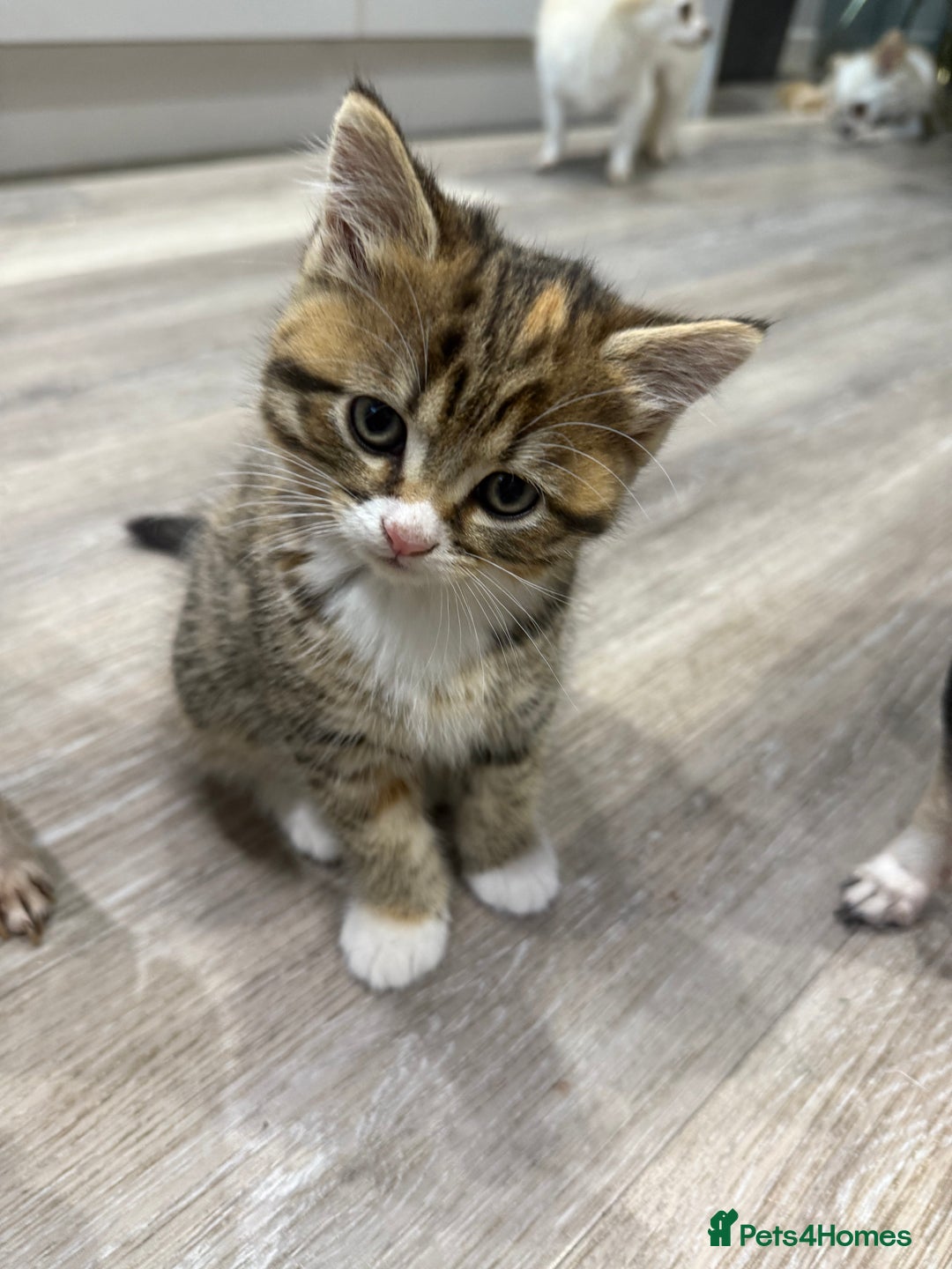 Persian cats for sale: Persian mix kittens for sale  - Image 5