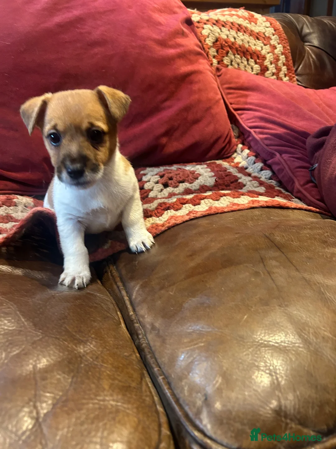 Jack Russell dogs for sale: 3 beautiful Jack Russel girls  - Advert 6