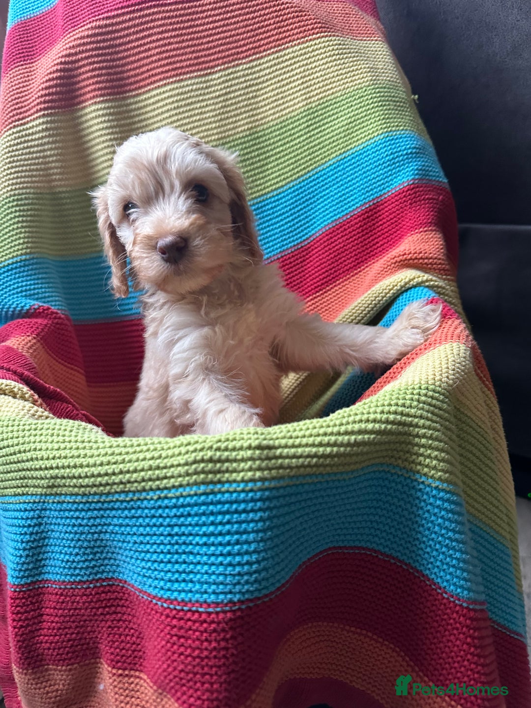 Cockapoo dogs for sale: Extensively health tested Cockapoo puppy’s  - Image 11