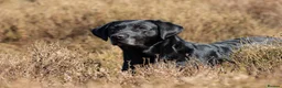Labrador Retriever dogs for sale: Championship Winner FTCh Rustler Master puppies   in Warminster - Advert 5